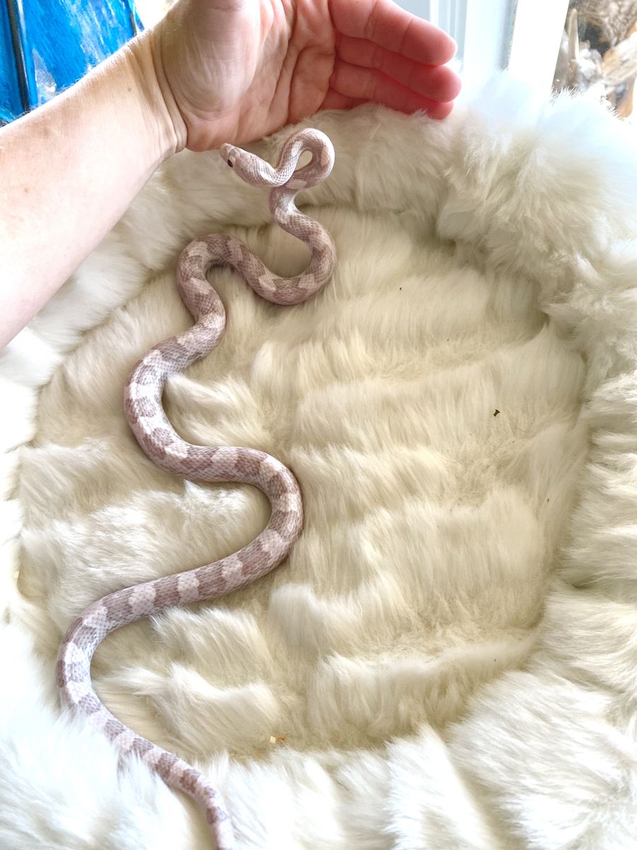 Male  - Lavender Het Amel, Hypo Corn Snake