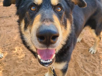 Hello my name is Gruyere