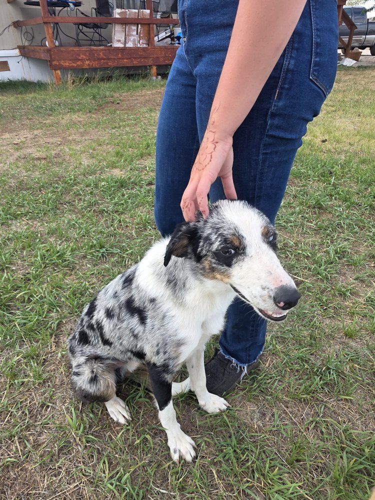 Border Collie/Aussie Mix