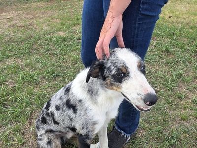 Border Collie/Aussie Mix