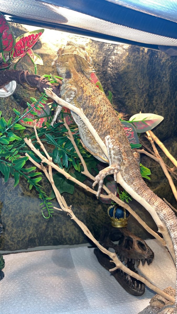 Bearded Dragon Reptile