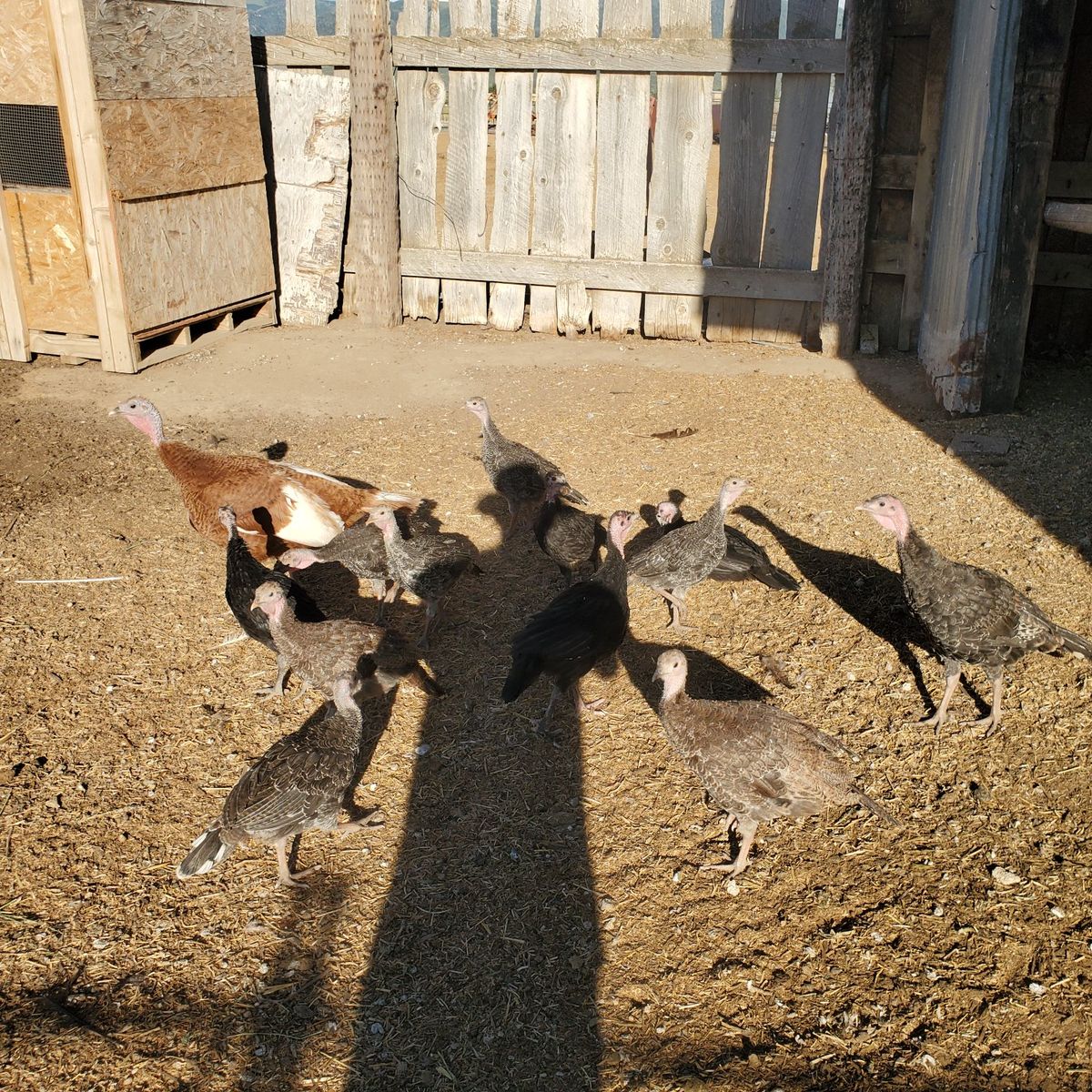 turkey poults for sale