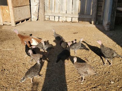 turkey poults for sale