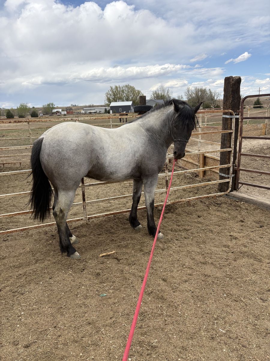 Blue Roan Friesian Cross Stud