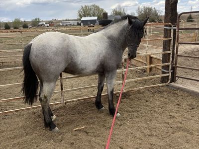 Blue Roan Friesian Cross Stud