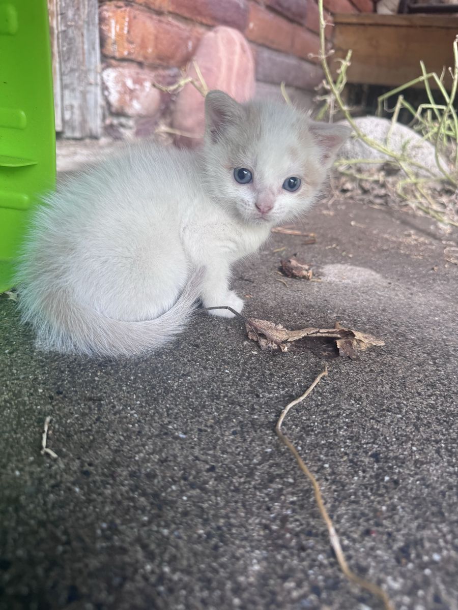 Kittens