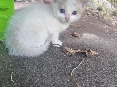 Kittens