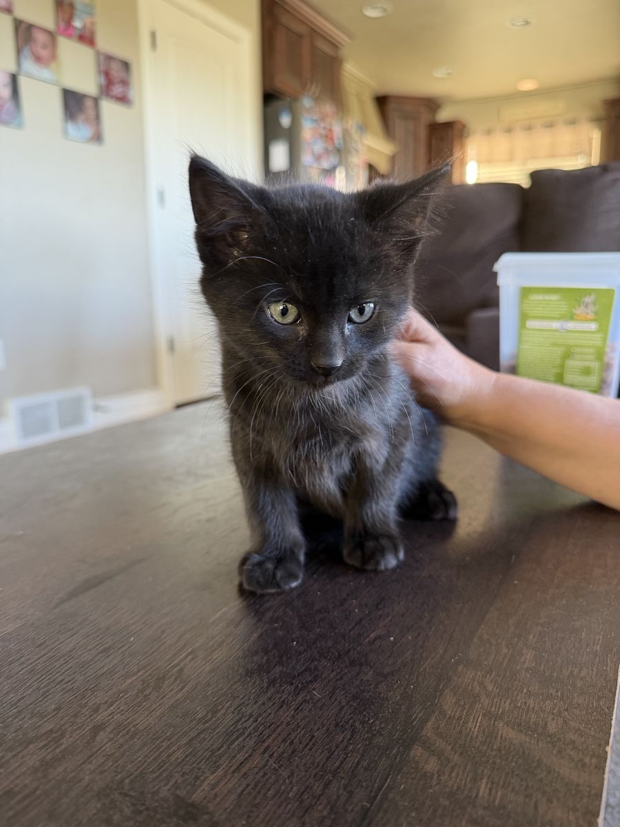 7 week old black male kitten