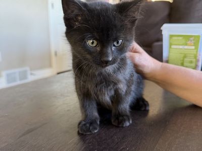7 week old black male kitten