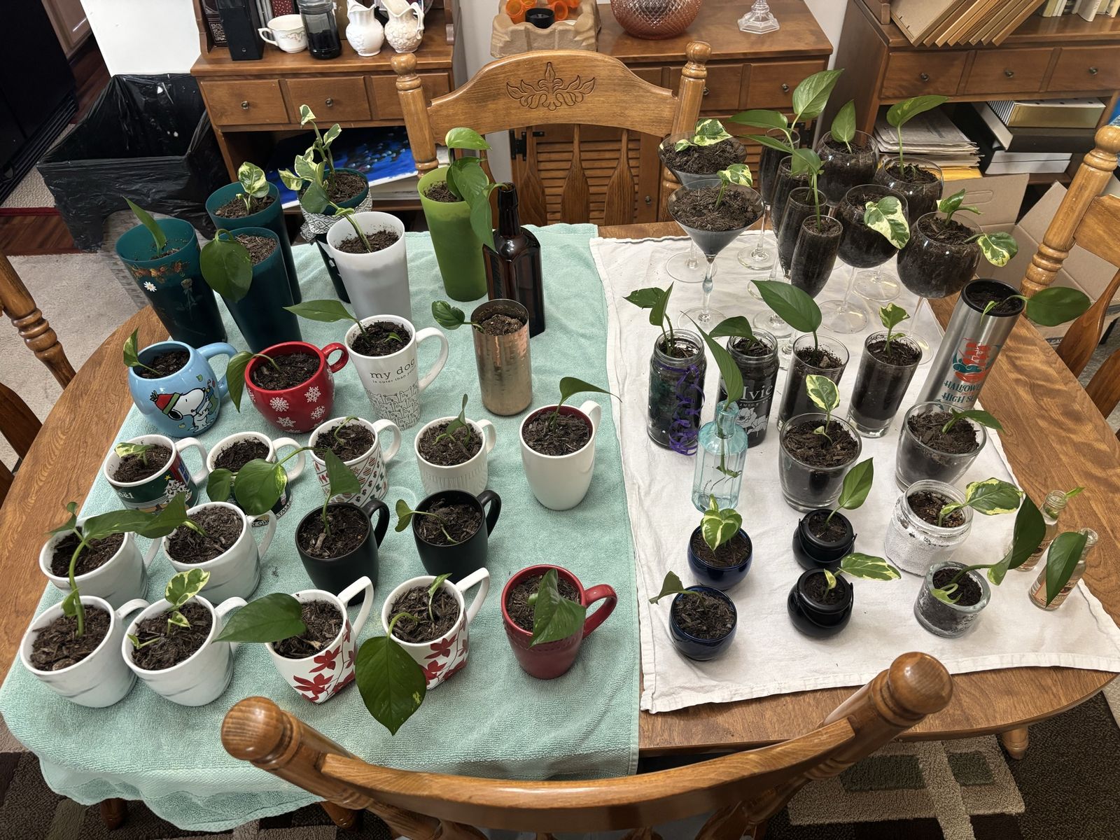 $2 Various Live Pothos Plants in Mugs and Glassware - Rooted Cuttings, Assorted Sizes