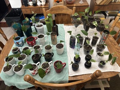 $2 Various Live Pothos Plants in Mugs and Glassware - Rooted Cuttings, Assorted Sizes