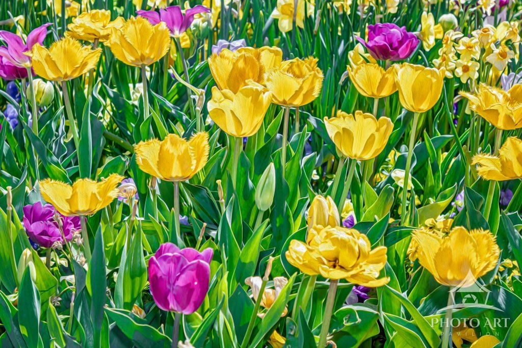 Tulips Forever Canvas Photo Art Print Ready to Hang