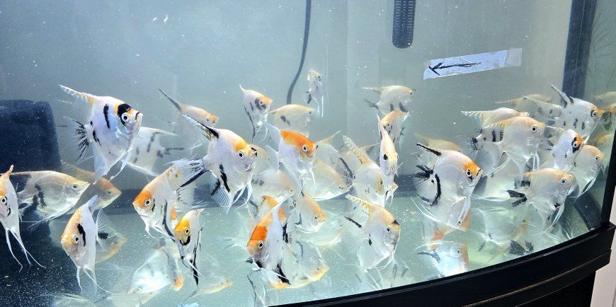 Angel fish 3.5 inches - $5