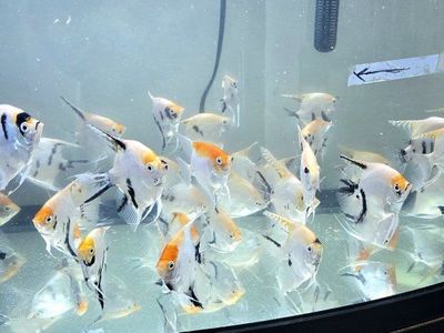 Angel fish 3.5 inches - $5