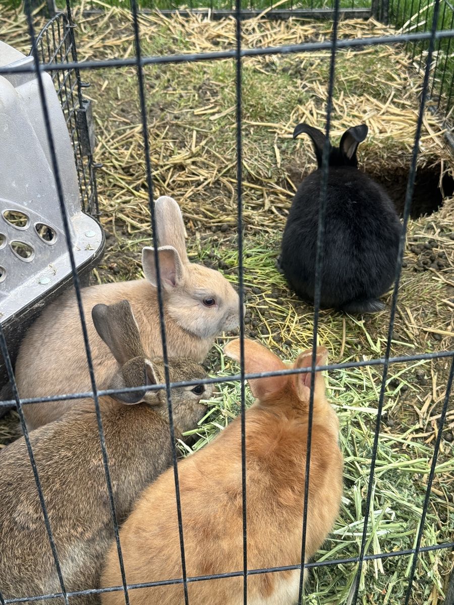 New Zealand Rabbits