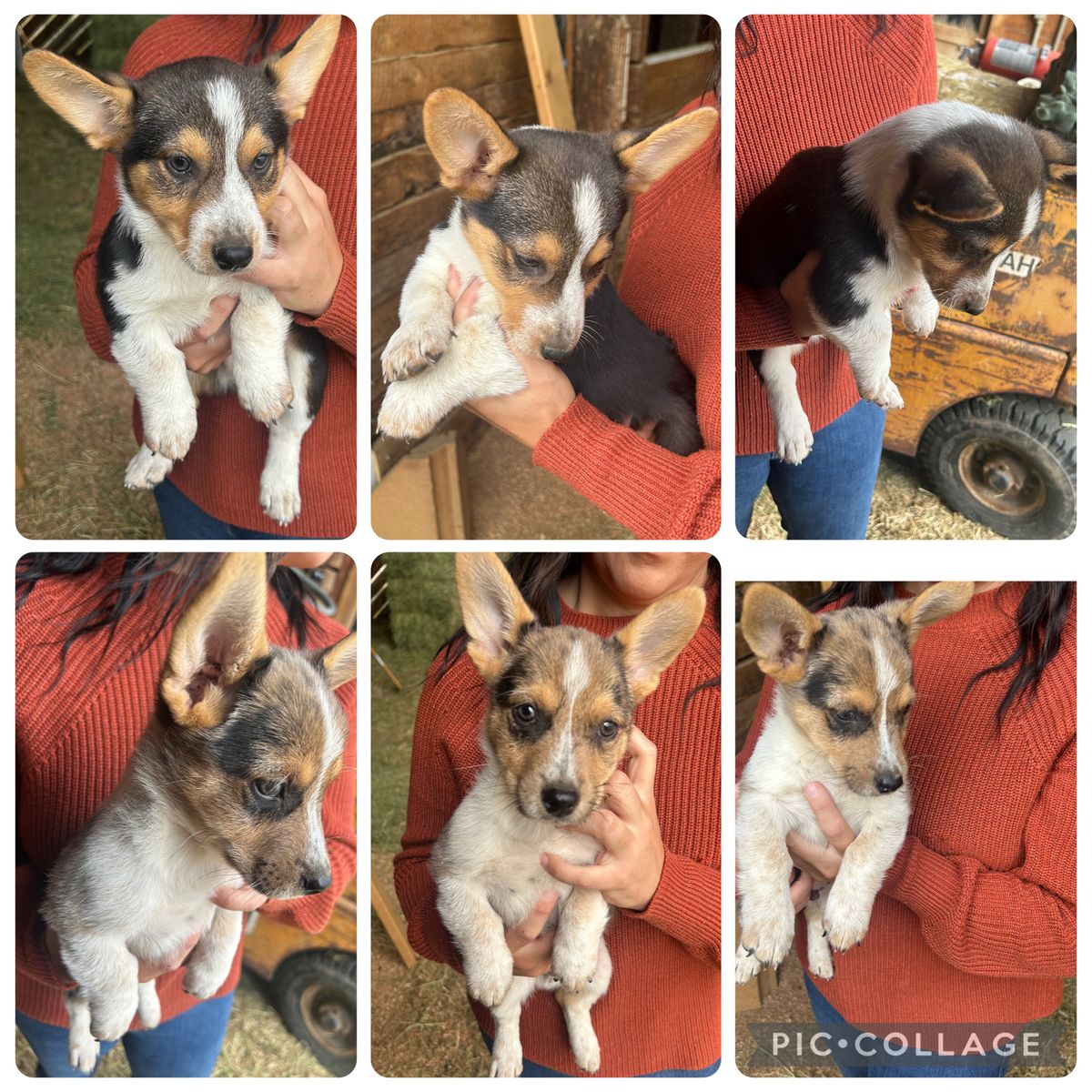 Cowboy Corgis Ready to go 