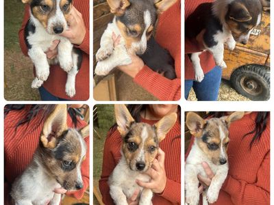Cowboy Corgis Ready to go