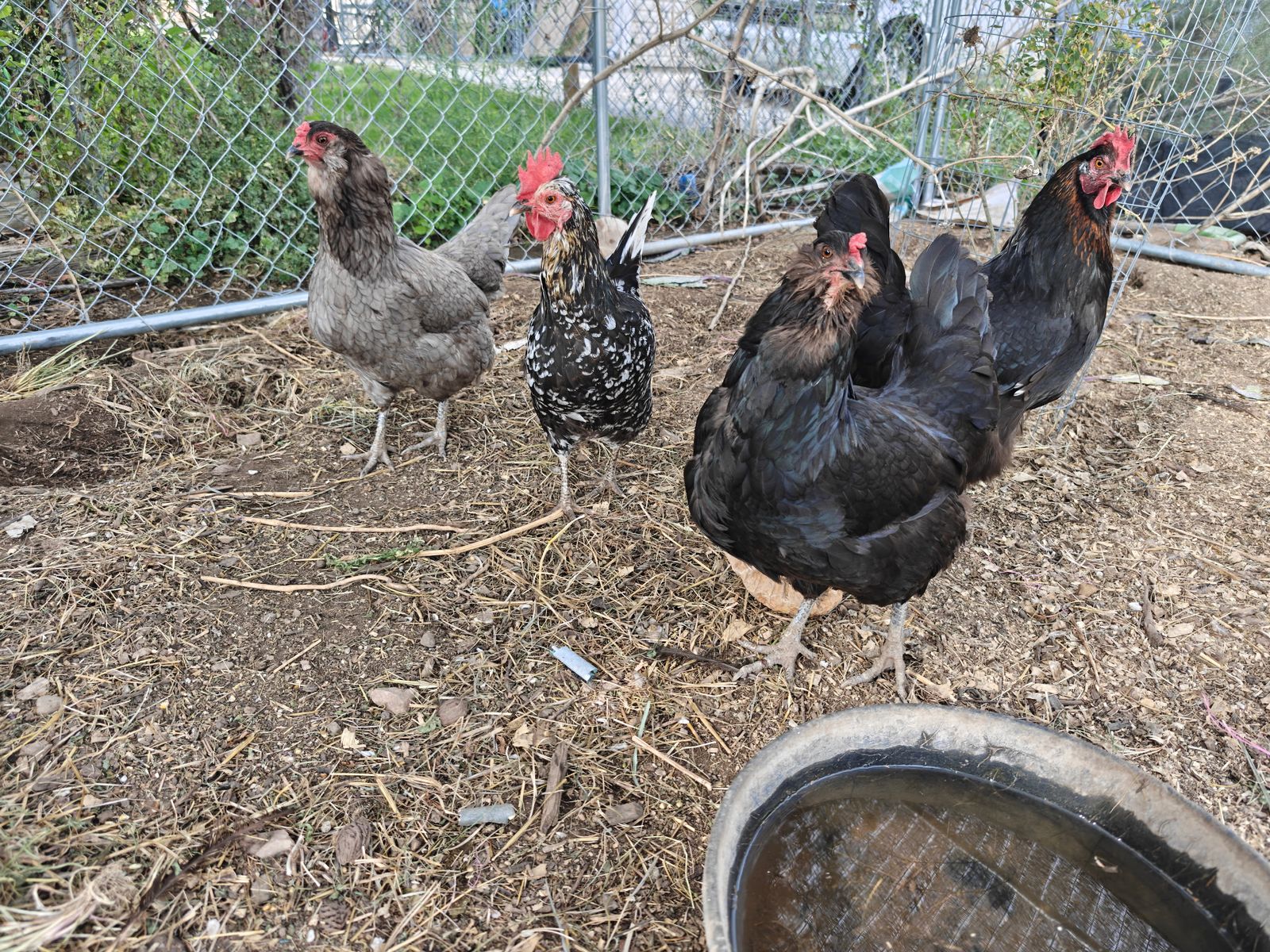 Chicken Starter Pack