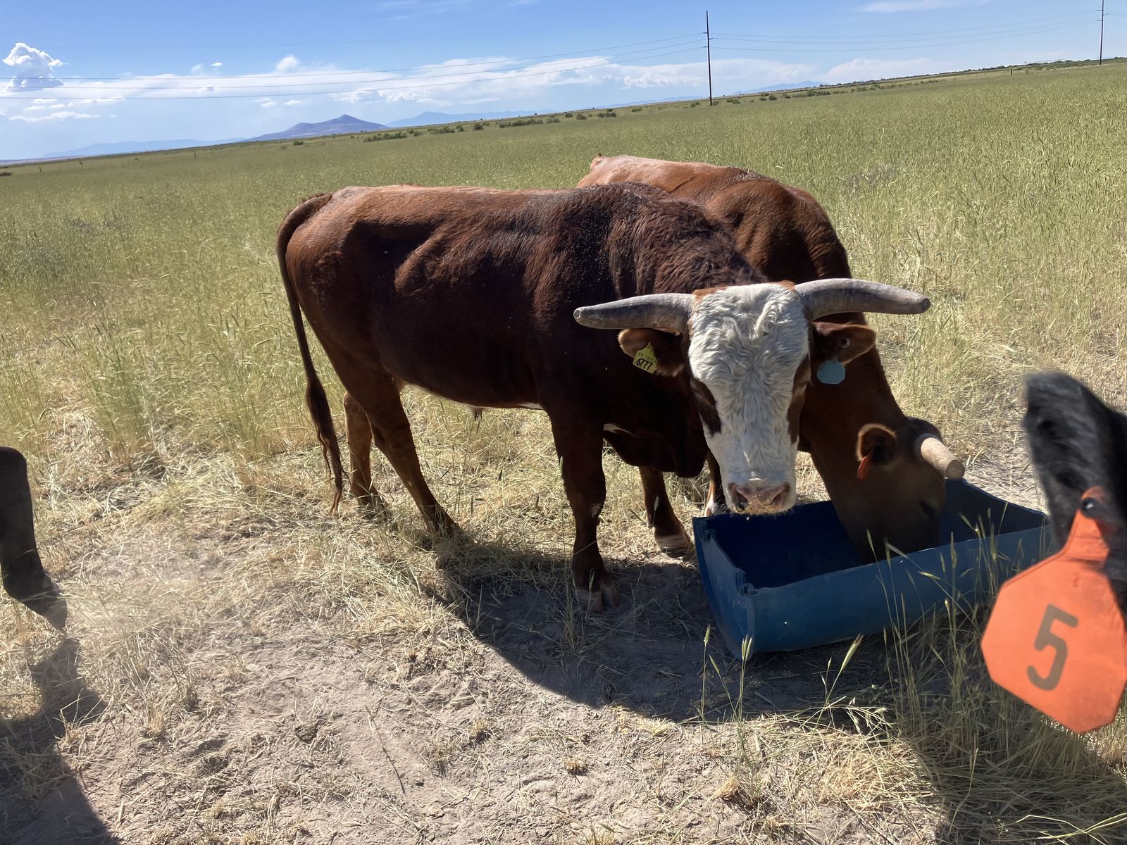 Corriantie bull for lease