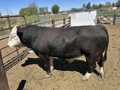 2½‑Year‑Old Semimetal Bull — Proven Breeder — $5,000