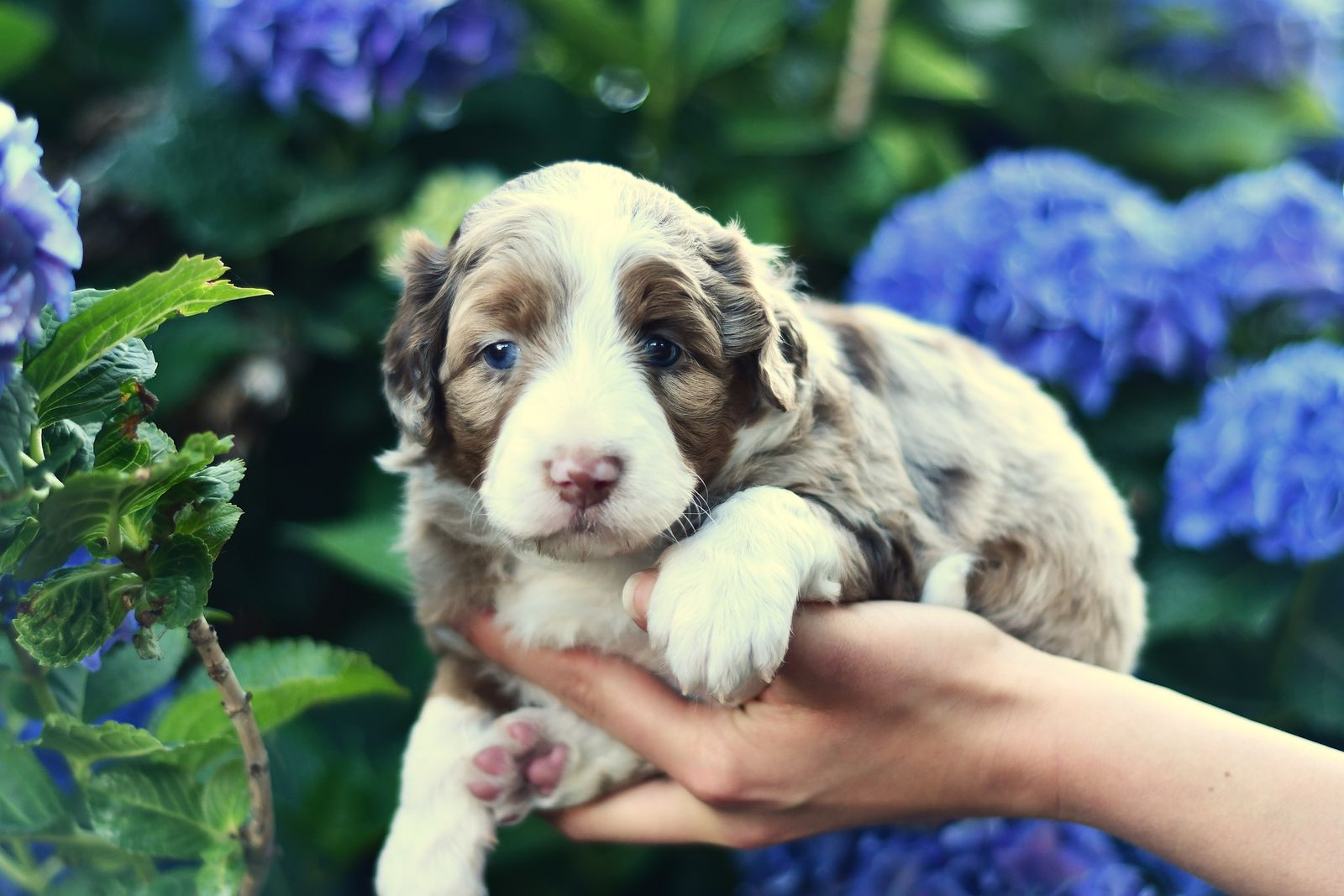 TAKING RESERVATIONS NOW Aussiedoodle Puppies