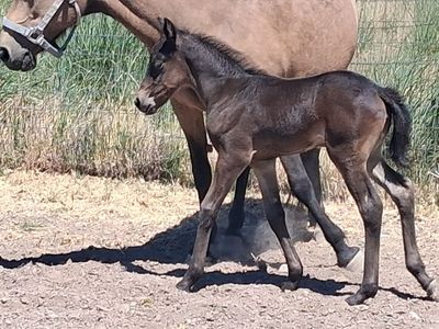 Gaited horses for sale/Friesian crosses and Horse Boarding for peace & quiet or training set-up