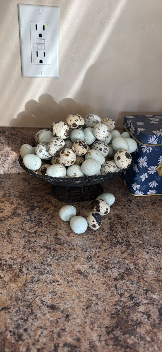Quail eggs