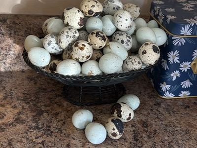 Quail eggs