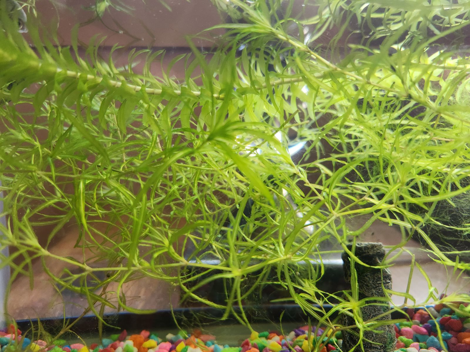 GUPPY GRASS! $5