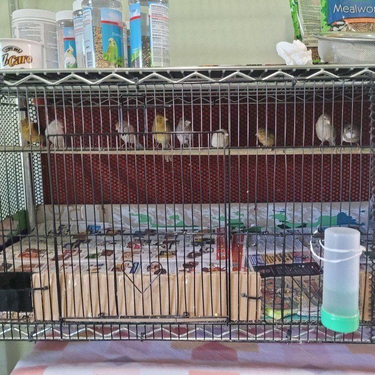 se venden canarios jovenes a 80dls cada uno si compran 4 o mas a70dls