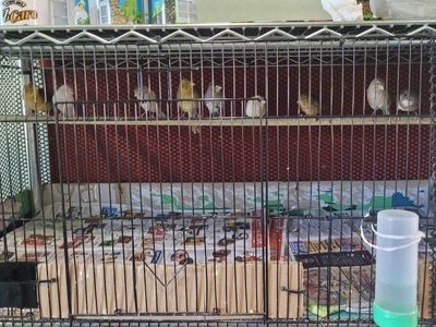 se venden canarios jovenes a 80dls cada uno si compran 4 o mas a70dls