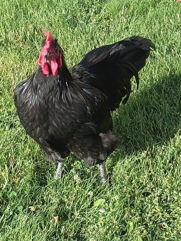Free Rooster Giant Production
