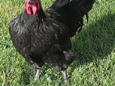 Free Rooster Giant Production