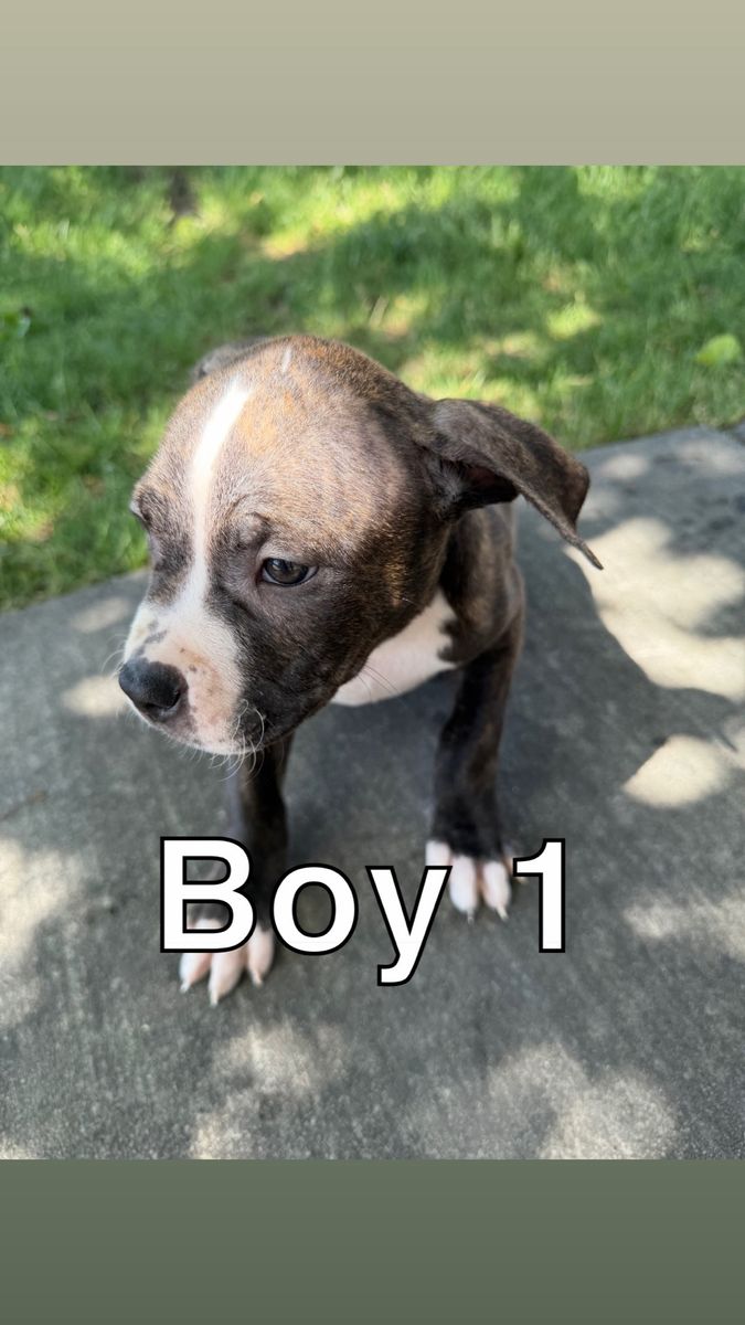 7 American Pit Bull Puppies for Sale