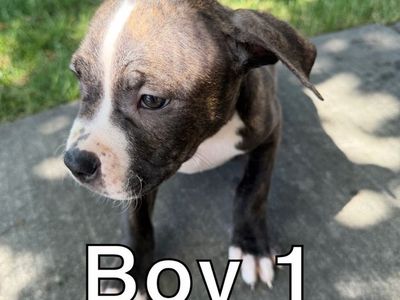 7 American Pit Bull Puppies for Sale