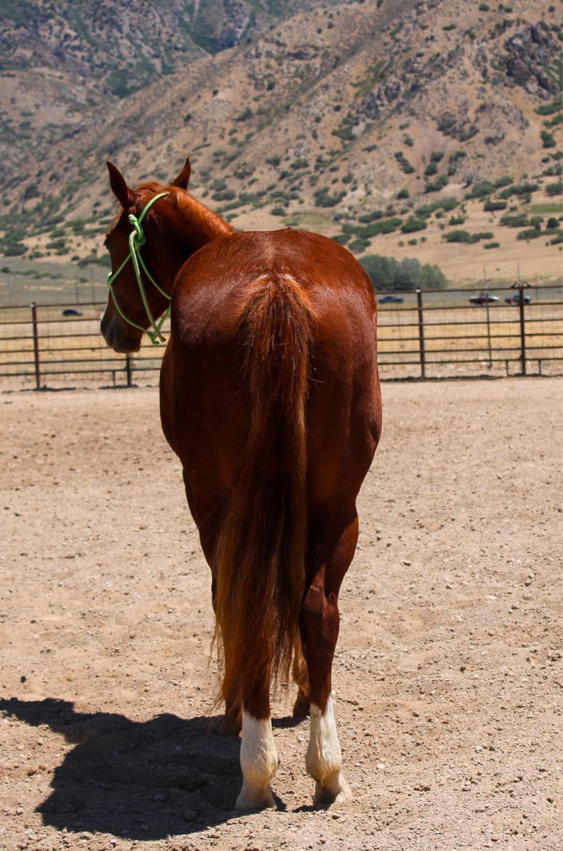 Horses