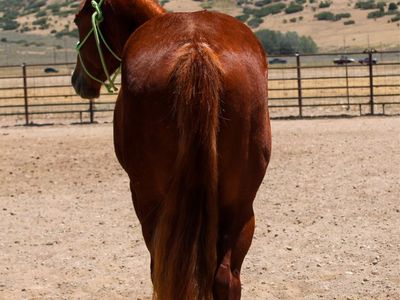 Horses