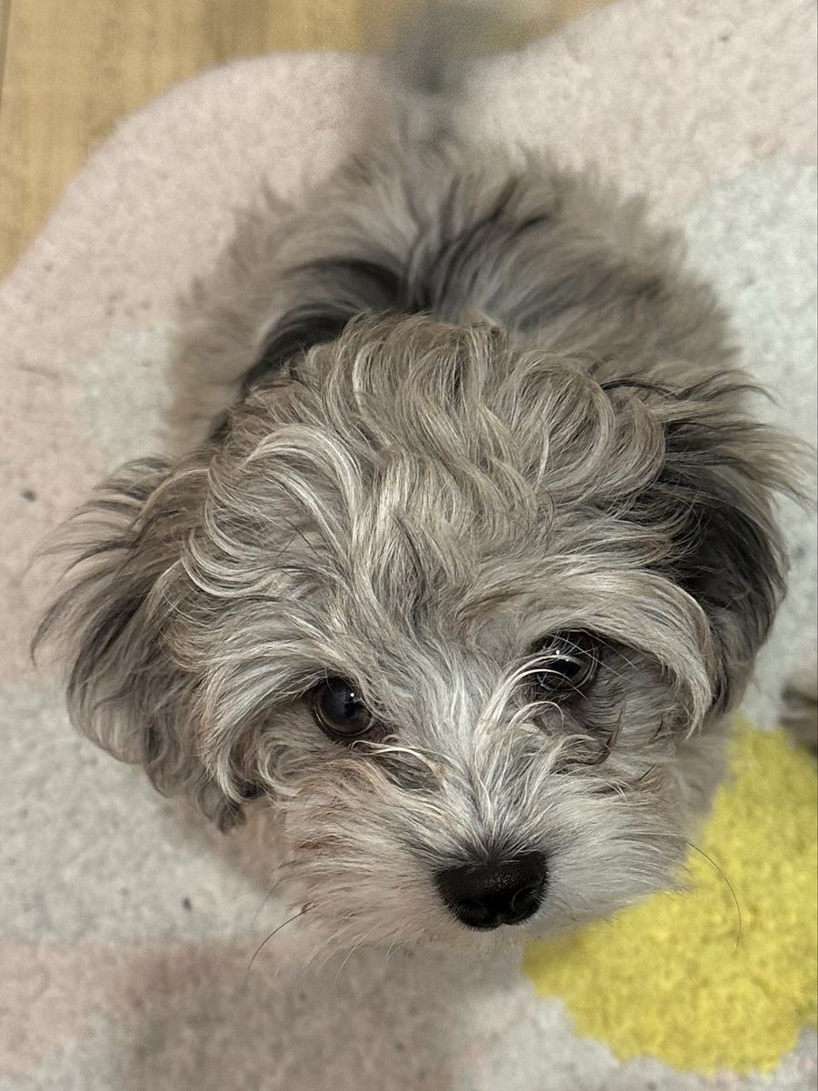 Adorable Morkiepoo Puppy - Playful and Loving Family Companion