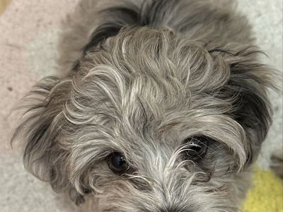 Adorable Morkiepoo Puppy - Playful and Loving Family Companion