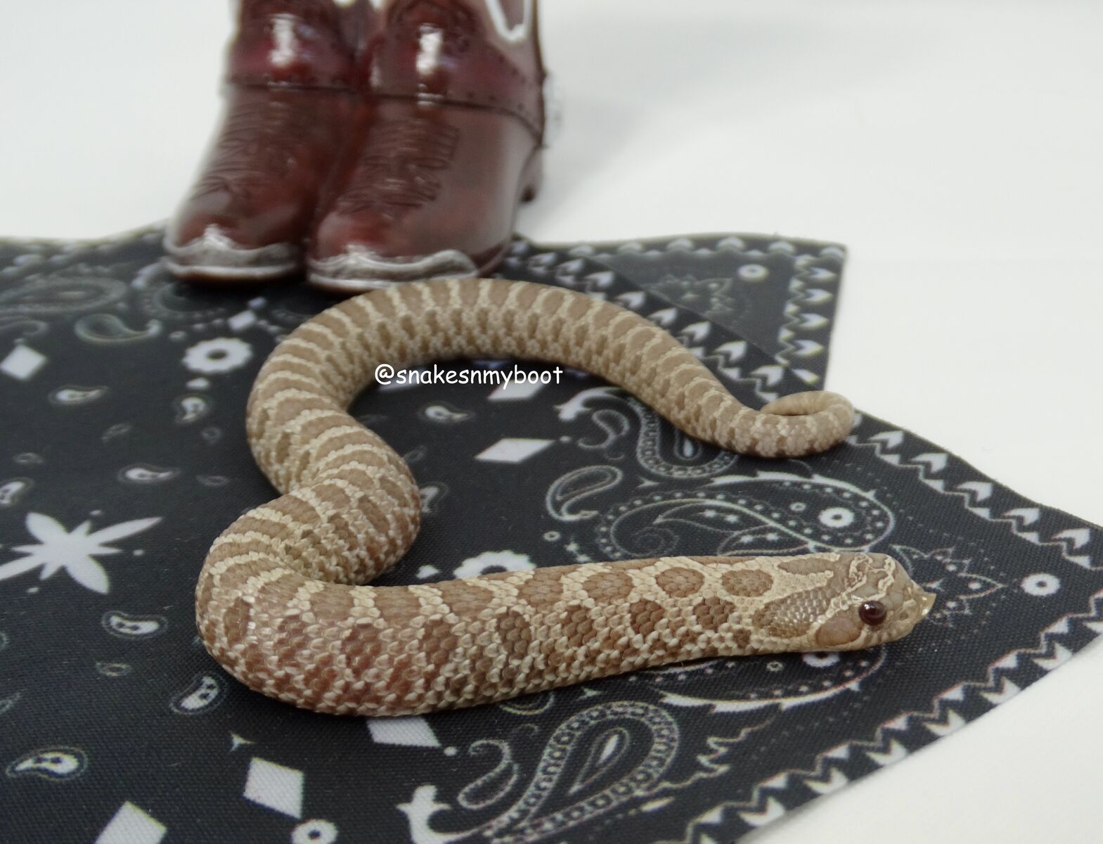 50% OFF Winter Sale! Lavender Male Western Hognose
