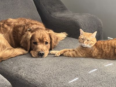 Golden Retriever Studs dark red AKC