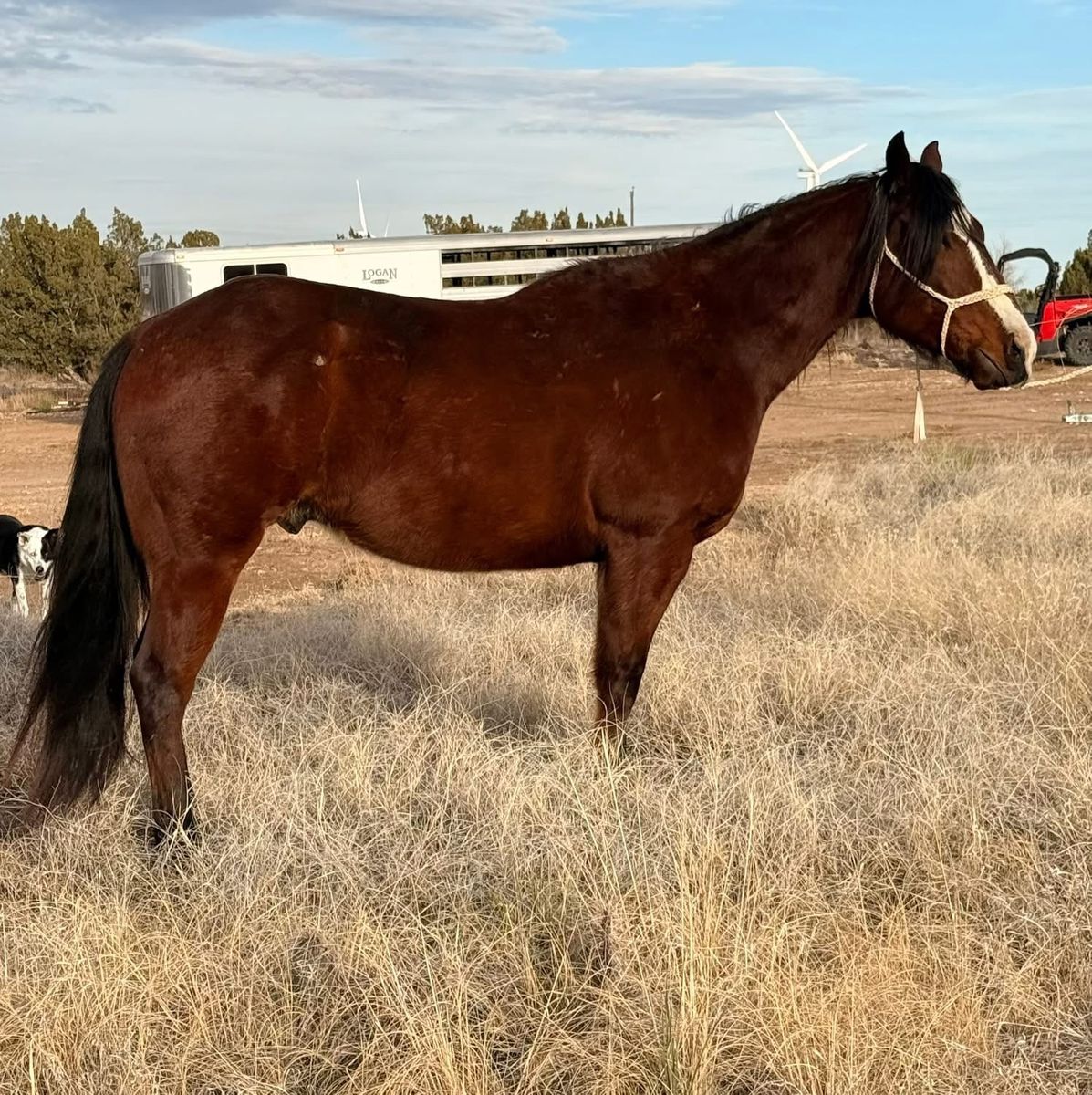 AQHA BAY GELDING