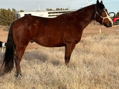 AQHA BAY GELDING