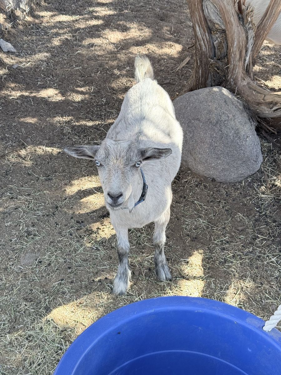 2 male Nigerian Goats (wethers)