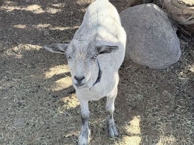 2 male Nigerian Goats (wethers)