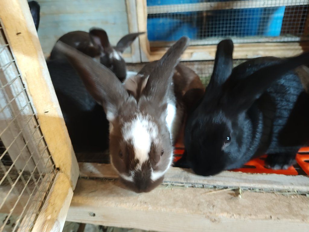 Rex/Satin rabbits