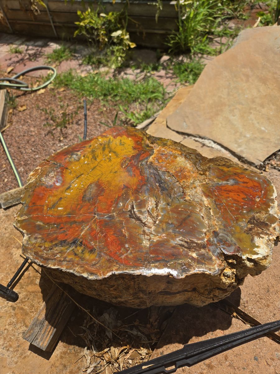 Petrified Wood log from Escalante area