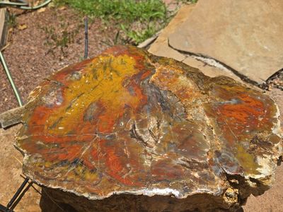 Petrified Wood log from Escalante area