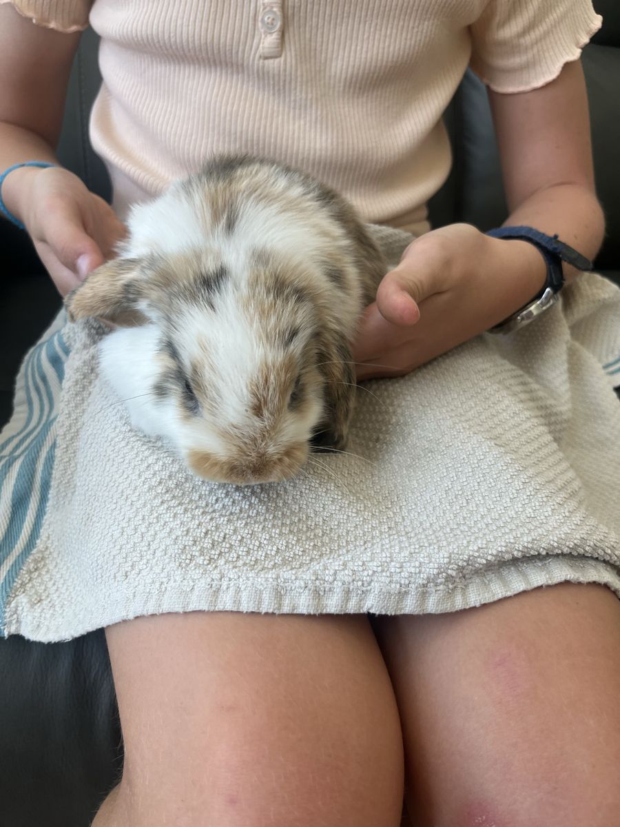 Holland lop female bunny