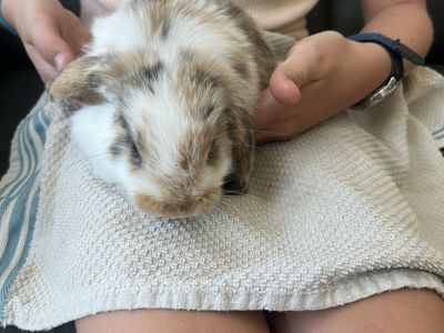 Holland lop female bunny